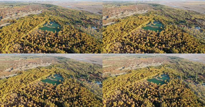 酒泉金塔胡杨林航拍俯拍