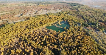 酒泉金塔胡杨林航拍俯拍