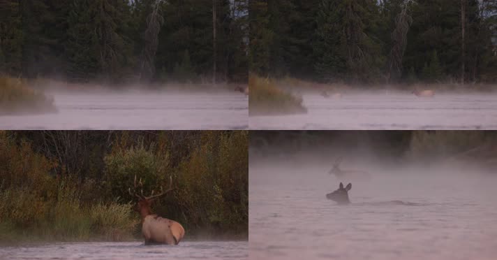 麋鹿鹿群涉水穿过河流清晨雾气