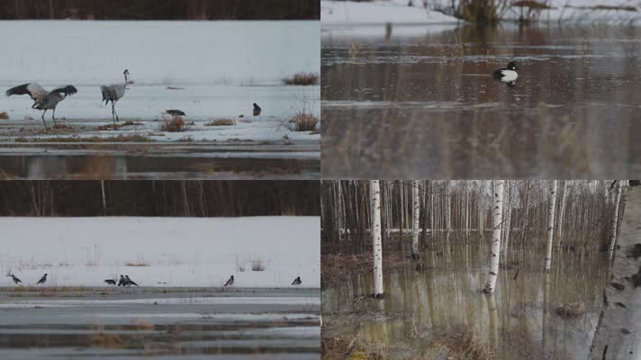 冬季森林湿地丹顶鹤水鸟鸟类