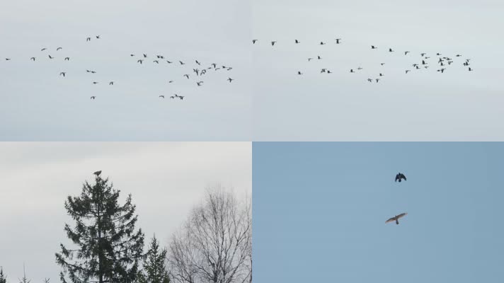 天空中鸟类鸟群飞翔
