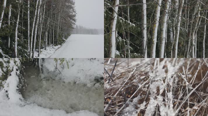冬季大雪森林枯木树枝结冰