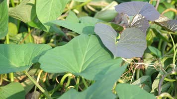 地瓜苗 地瓜秧 芋头苗 芋头秧 乡村 高原 红薯秧