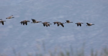 成群大雁迁徙结队飞行