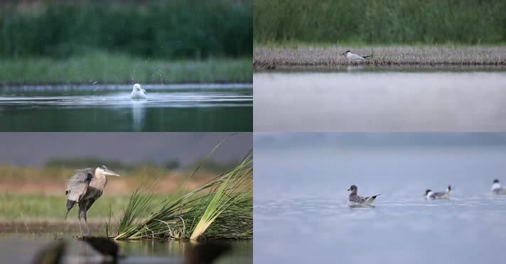 湿地湖泊各类水鸟觅食捕鱼嬉戏合集