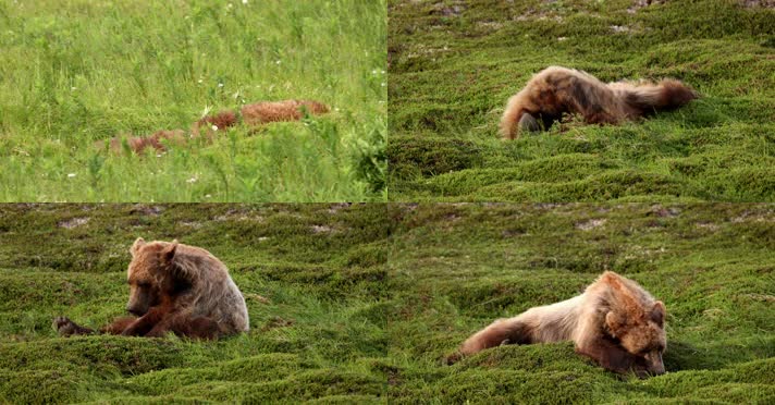 棕熊在草地上玩耍打滚休息
