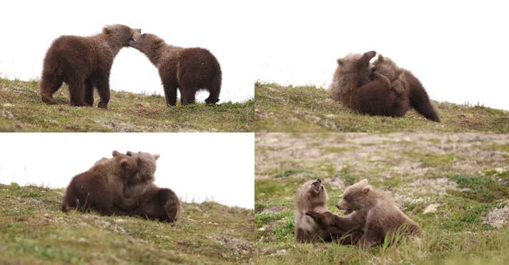 棕熊幼崽野外草地玩耍打闹慢镜头合集