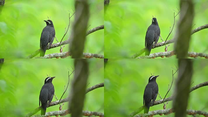 森林树枝上的黑色小鸟