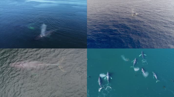 鲸鱼换气喷水航拍