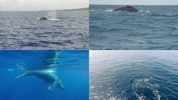 鲸鱼游动多角度合集
