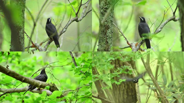 森林中的黑色小鸟合集
