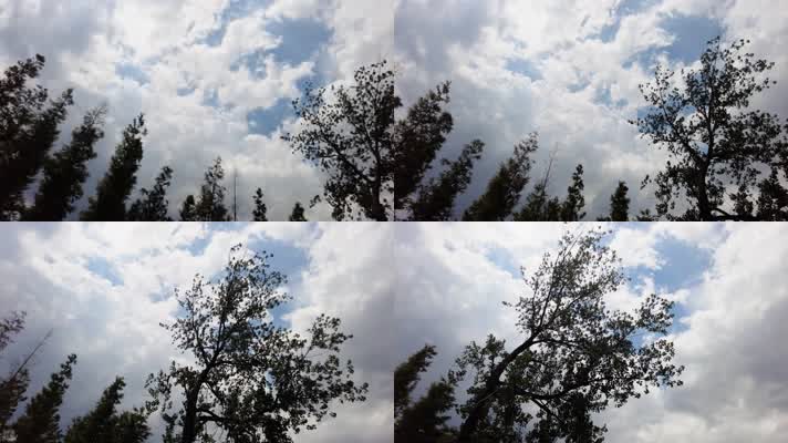 傍晚茂密的树林树枝云朵