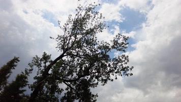 傍晚茂密的树林树枝云朵