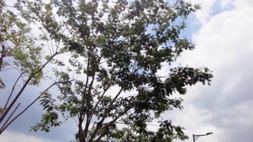 傍晚茂密的树林树枝白云