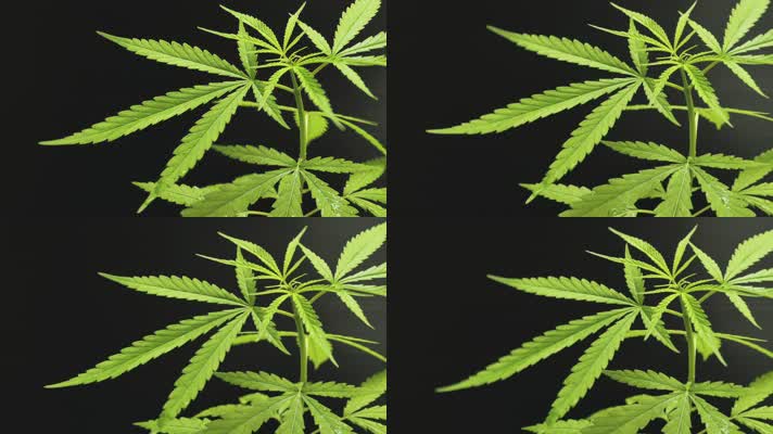 药用草本大麻植物