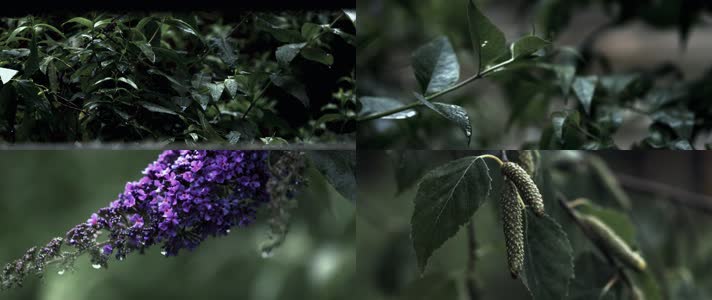 森林雨水植物特写慢镜头合集
