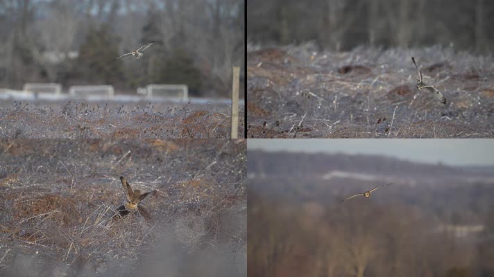 猫头鹰低空飞行觅食慢镜头合集
