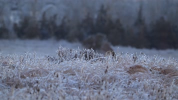 冬季猫头鹰飞行觅食慢镜头