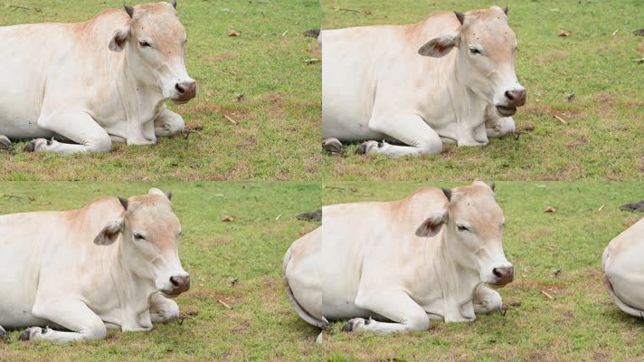 农业和自然野生动物概念奶牛