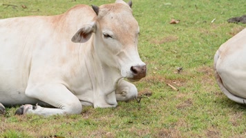 农业和自然野生动物概念奶牛
