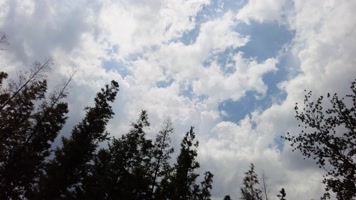 傍晚茂密的树林树枝和云朵