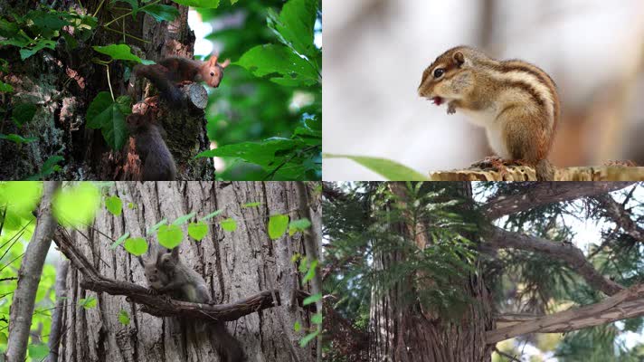 松鼠跳跃玩耍进食多镜头特写生态环境
