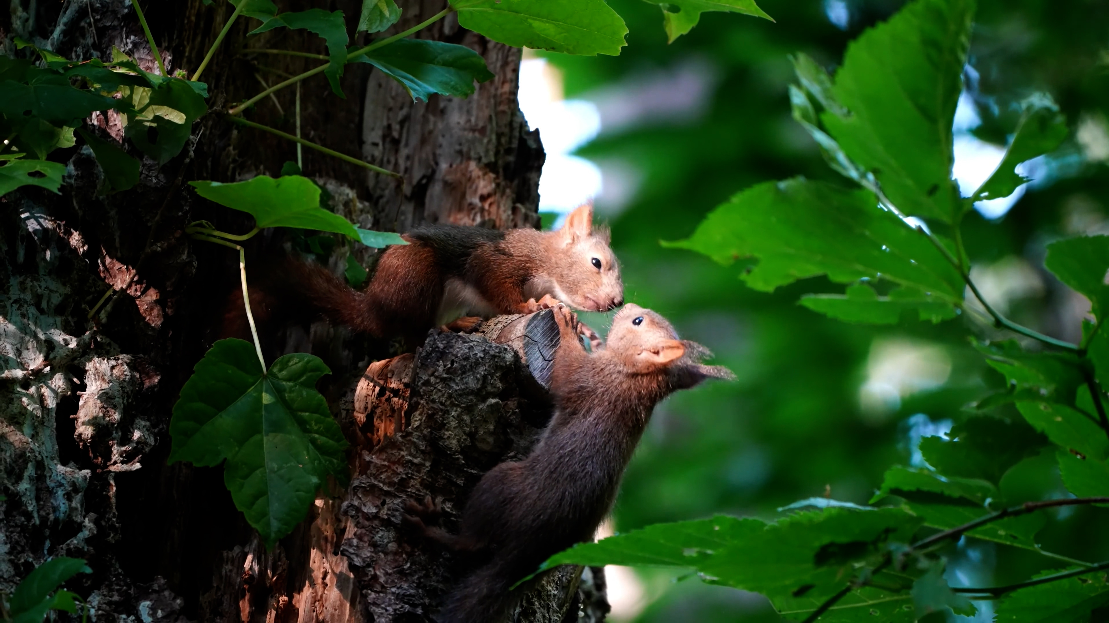 松鼠跳跃玩耍进食多镜头特写生态环境