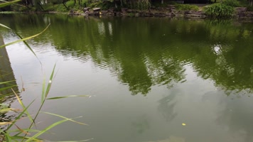 湖水的倒影和水草