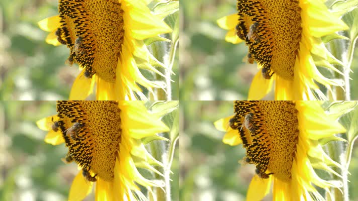 蜜蜂降落在向日葵上收集花粉的特写镜头