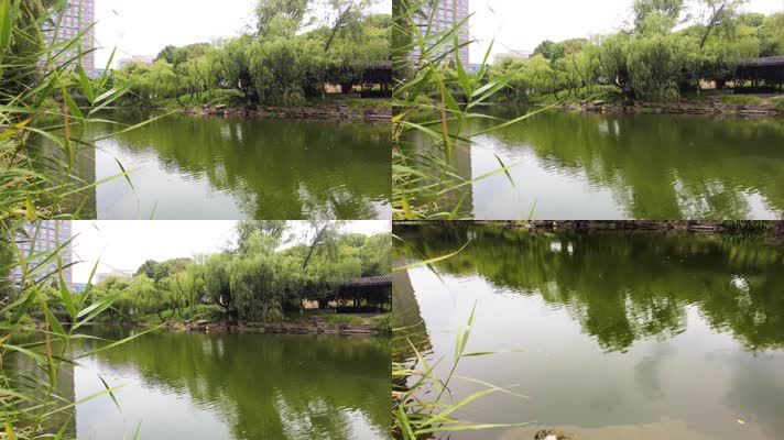 湖水的倒影和水面的水草
