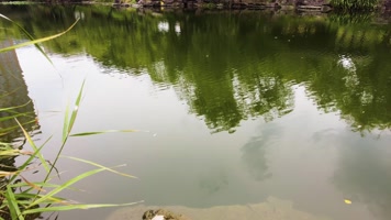 湖水的倒影和水面的水草