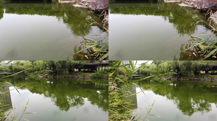 湖水湖面倒影和水面的水草