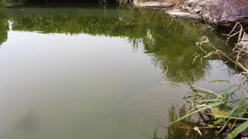 湖水湖面倒影和水面的水草