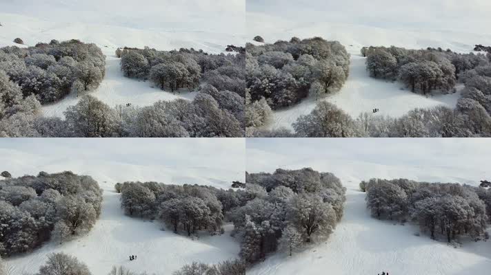 雪山和树木