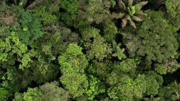 【4K】热带雨林 【4K】热带雨林