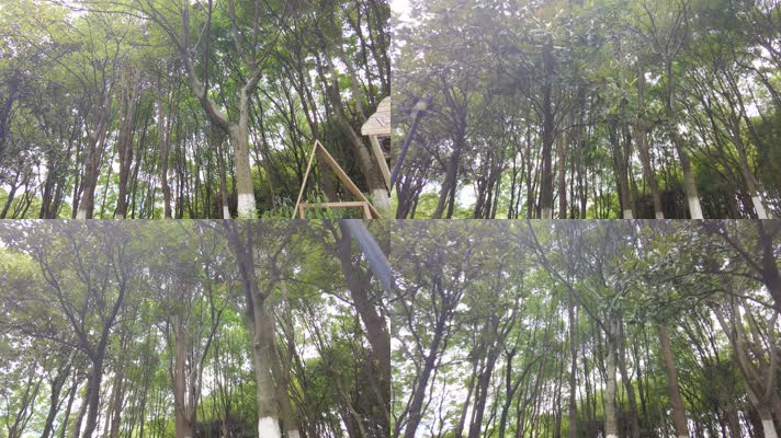森林公园树林植物唯美空镜头