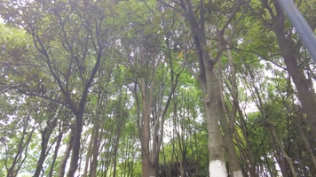 森林公园树林植物唯美空镜头