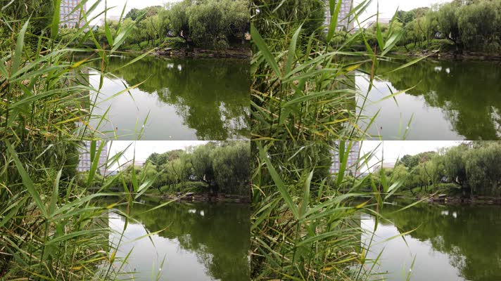 湖水水草和水面的倒影