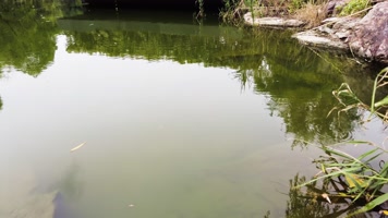 湖水倒影和水面的水草