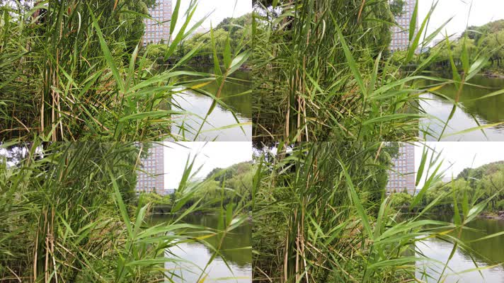 湖水水草和湖面的倒影