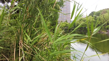 湖水水草和湖面的倒影