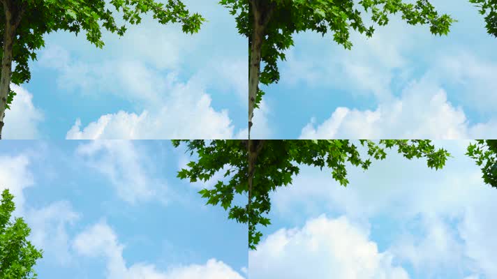 枫叶蓝天白云绿叶微风