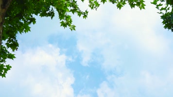 蓝天白云绿叶微风 蓝天白云绿叶微风