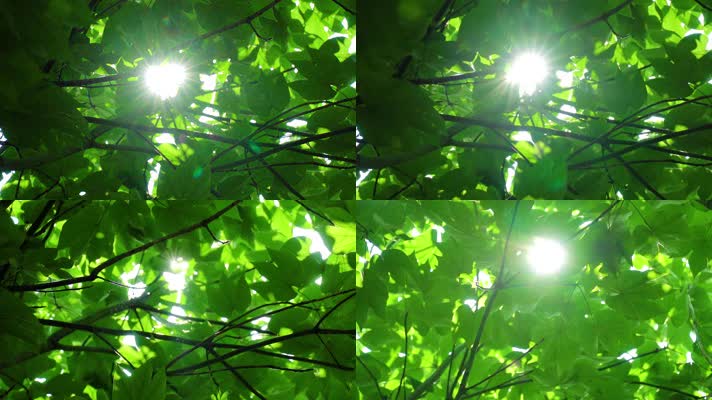 阳光树叶光线光斑微风
