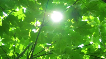 阳光树叶光线光斑微风