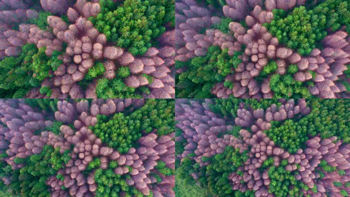 重庆南川山王坪景区航拍