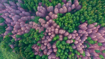 重庆南川山王坪景区航拍