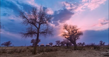 内蒙古怪树林景区日出日落