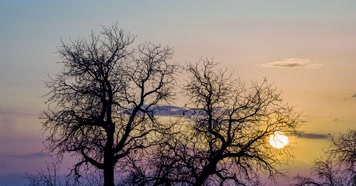 内蒙古怪树林景区日出日落