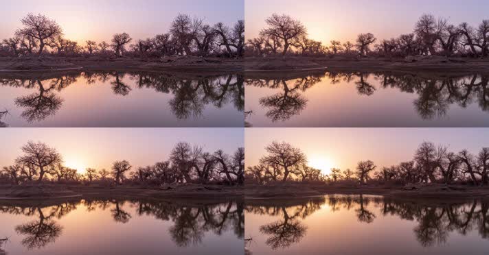 内蒙古怪树林景区日出日落